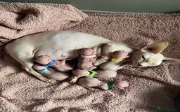 Sphynx cats for sale: Elf albino sphynx male kittens  - Advert 1