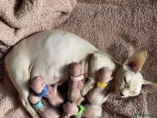 Sphynx cats Elf albino sphynx male kittens - Advert 2