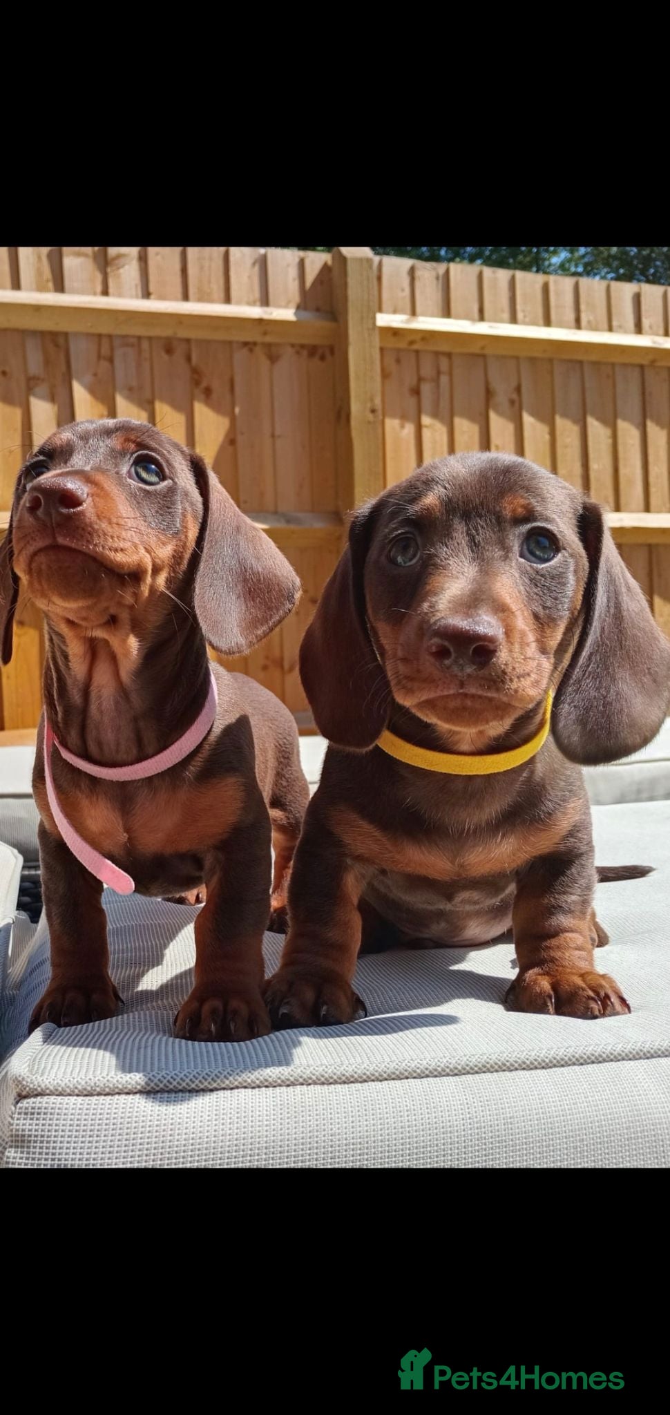 Dachshund dogs 2 Stunning Chunky Dachunds 1 female 💓 1 male 💛 - Advert 1