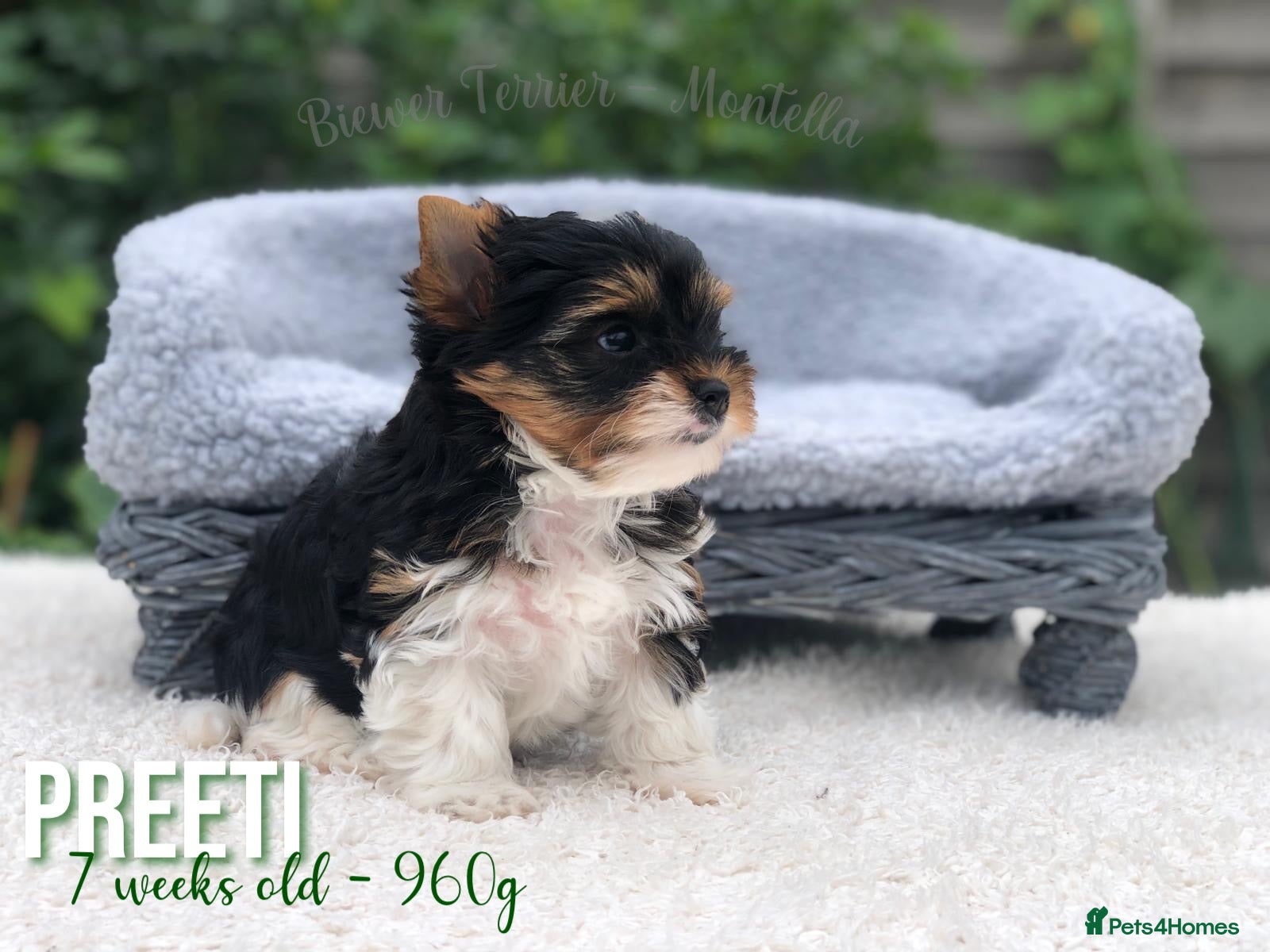 Yorkshire Terrier dogs One Gorgeous Girl Biewer Terrier LEFT! - Advert 2