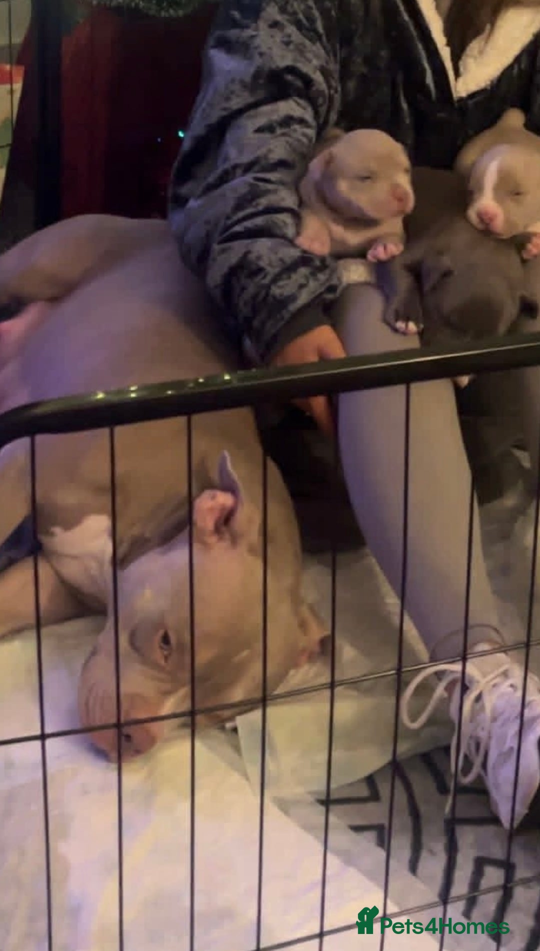 American Bulldog dogs for sale: American bulldog puppy  - Advert 2