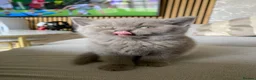British Shorthair cats for sale: British short hair (male) - Advert 8