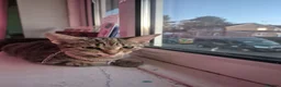 Bengal cats for sale: Miss Quinni and princess - Advert 4
