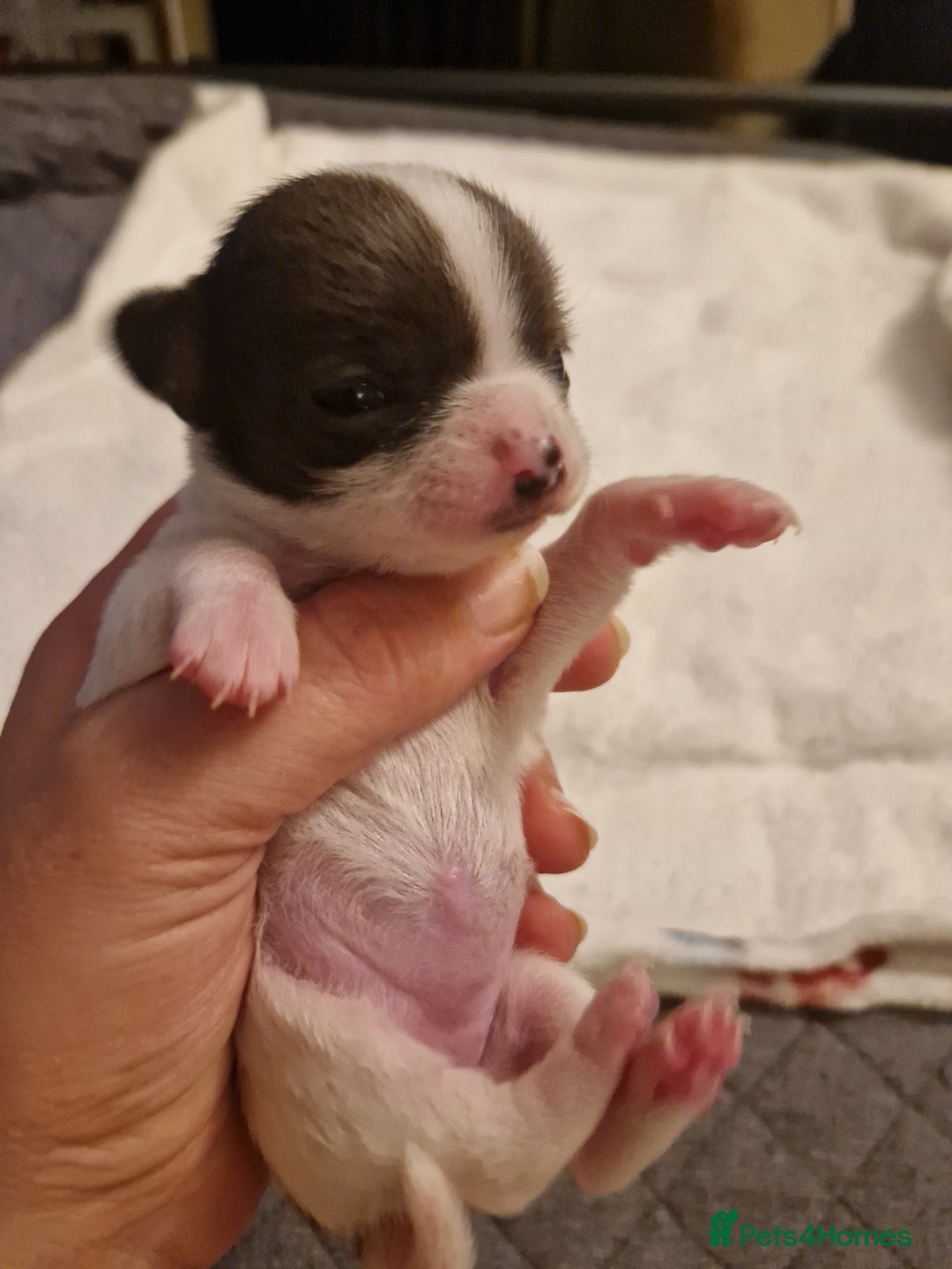 Chihuahua dogs for sale: Female Puppies  - Image 10