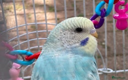 Budgerigars birds for sale: Young budgies for sale in Norbury - Image 9
