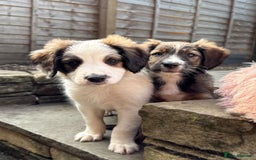 Mixed Breed dogs for sale: Beautiful Cocker X Collie Pups  - Image 4
