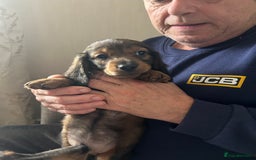 Miniature Dachshund dogs for sale: 2 left of a litter of 6 - Image 4