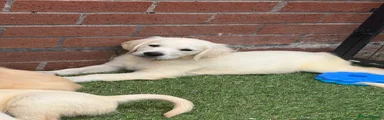 Golden Retriever 7