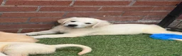 Golden Retriever dogs for sale: Kc reg golden retriever puppies  - Advert 3