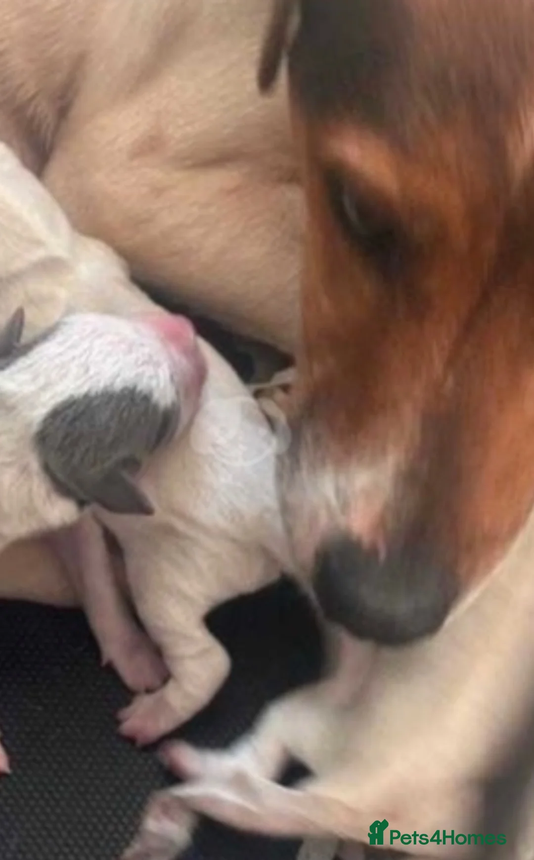 Jack Russell dogs for sale: Stunning Black and Tan Jack Russel pups - Advert 3