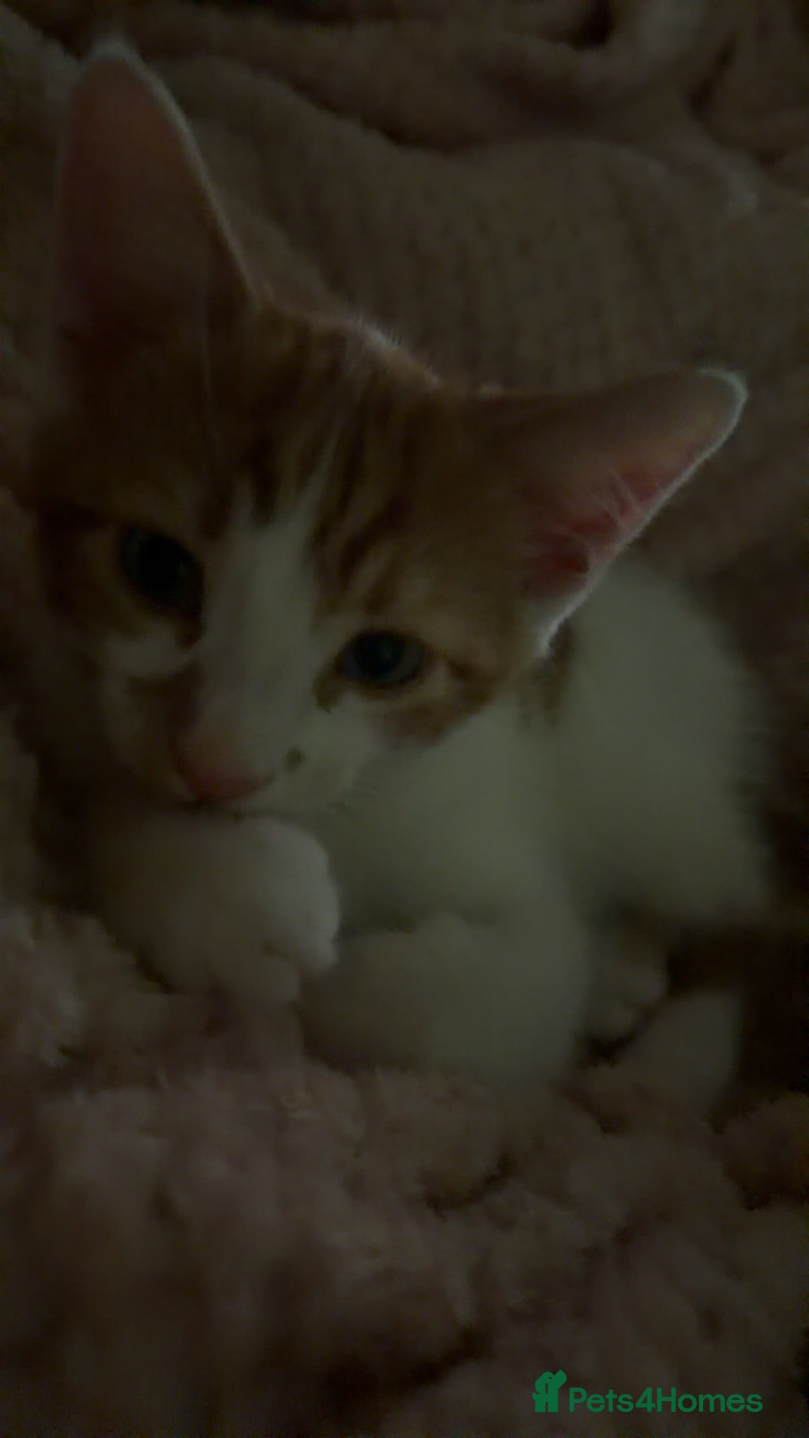 Mixed Breed cats Adorable kitten for sale!  - Advert 10