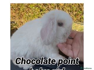 Mini Lop rabbits PEDIGREE MINI LOP BABIES READY NOW - Advert 14