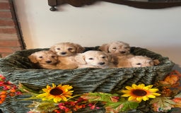 Cockapoo dogs for sale: Beautiful f1 cockapoo puppies - Image 1