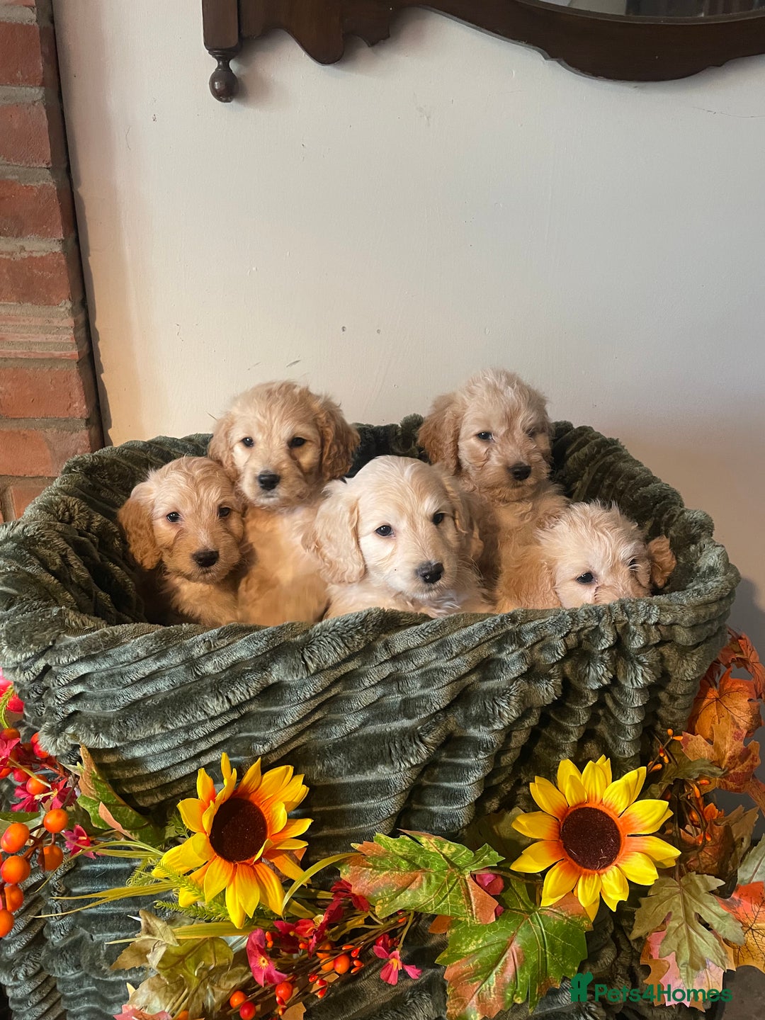 Cockapoo dogs for sale: Beautiful f1 cockapoo puppies - Image 1