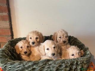 Cockapoo dogs - Advert 10