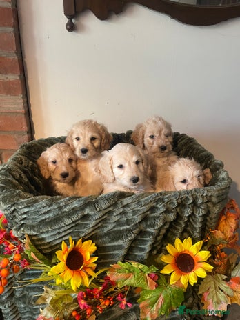 Cockapoo dogs - Advert 8