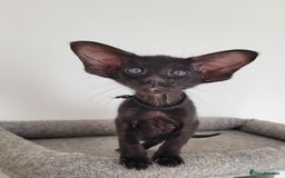 Oriental cats for sale: Oriental Shorthair kittens  - Image 11