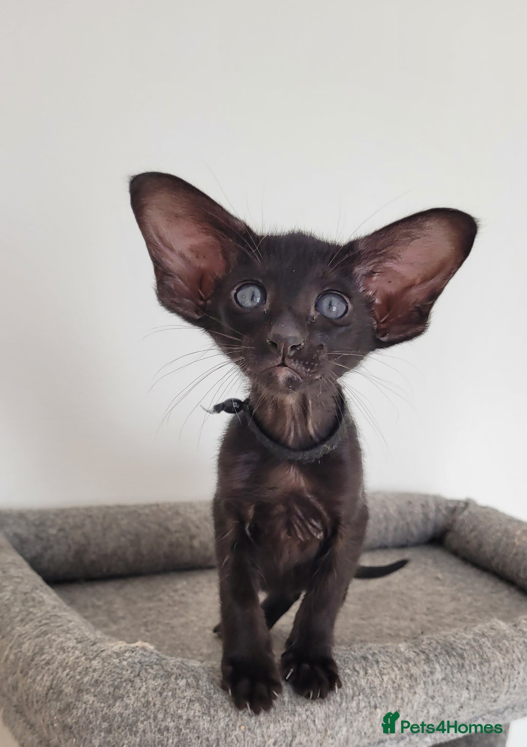 Oriental cats for sale: Oriental Shorthair kittens  - Image 11