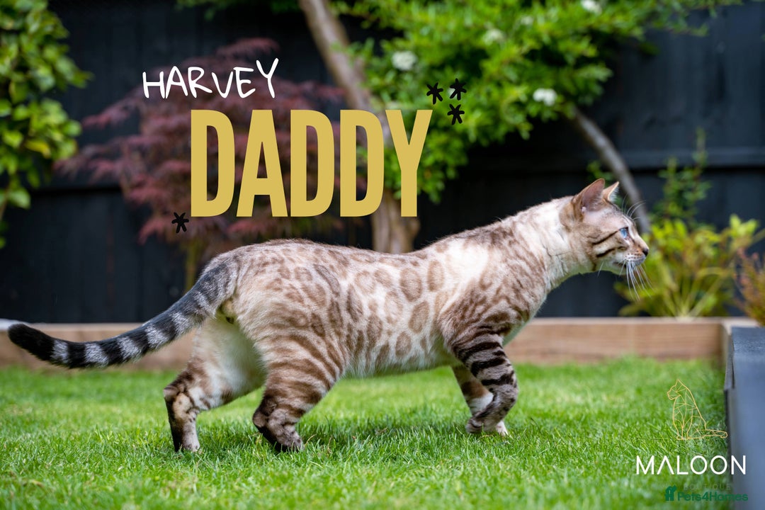 Bengal cats for sale: SNOW LYNX PURE BENGAL BOY-Frankie-Top Personality - Advert 2