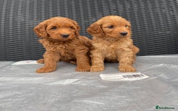 Cockapoo dogs for sale: Beautiful f1 cockapoos ready now - Image 1