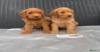 Cockapoo dogs - Advert 3