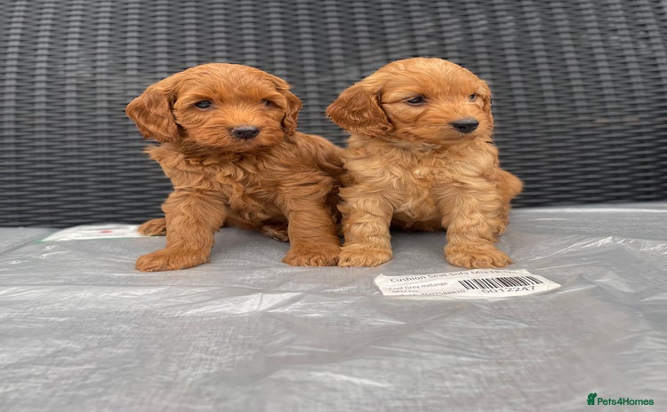 Cockapoo dogs - Advert 5
