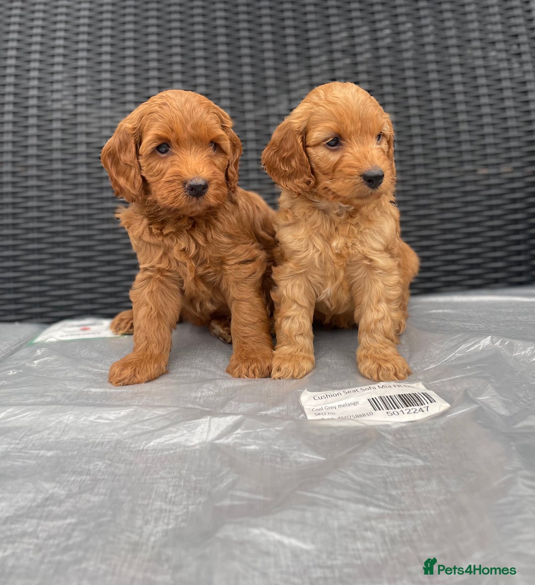 Cockapoo dogs for sale: Beautiful f1 cockapoos ready now - Image 1