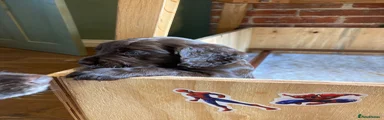 Cocker Spaniel 2