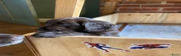 Cocker Spaniel dogs for sale: Cocker spaniel puppy (no docked tail) - Advert 6