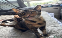 Mixed Breed cats for sale: Beautiful kittens for sale - Image 19