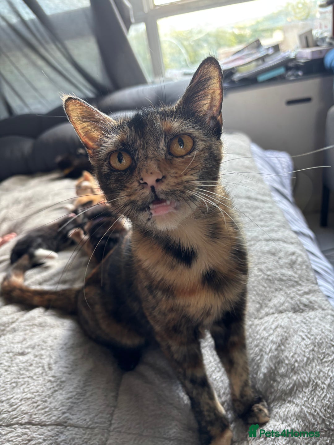 Mixed Breed cats for sale: Beautiful kittens for sale - Image 19