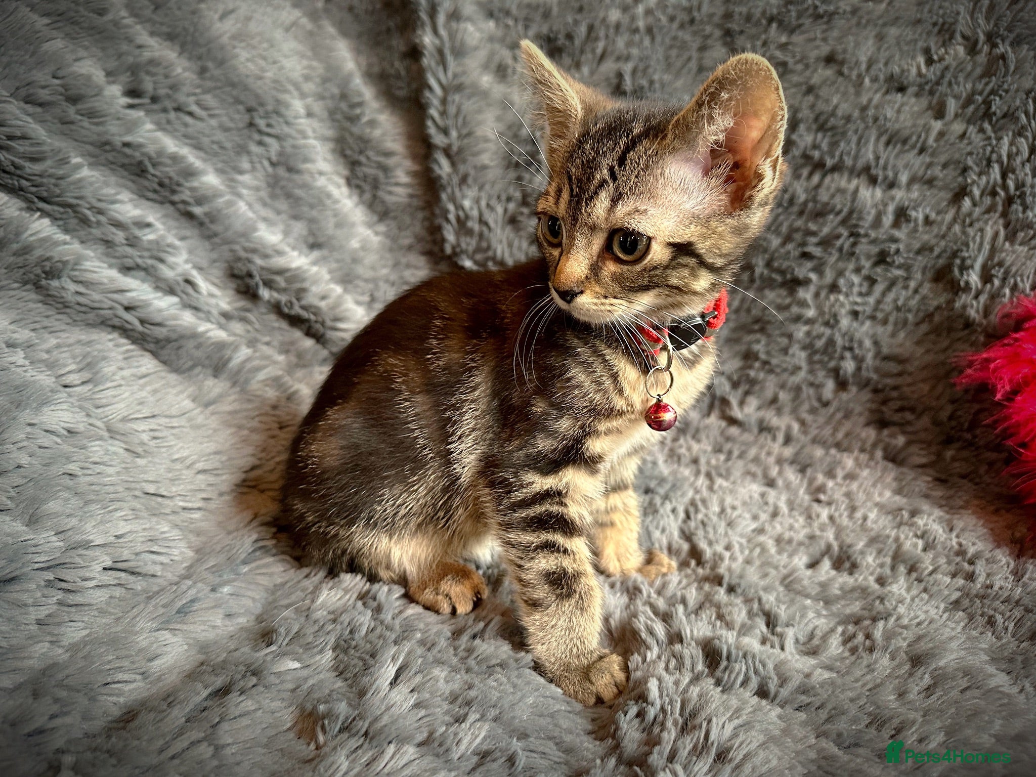 Mixed Breed cats 9 beautiful kittens looking for new homes  - Advert 2