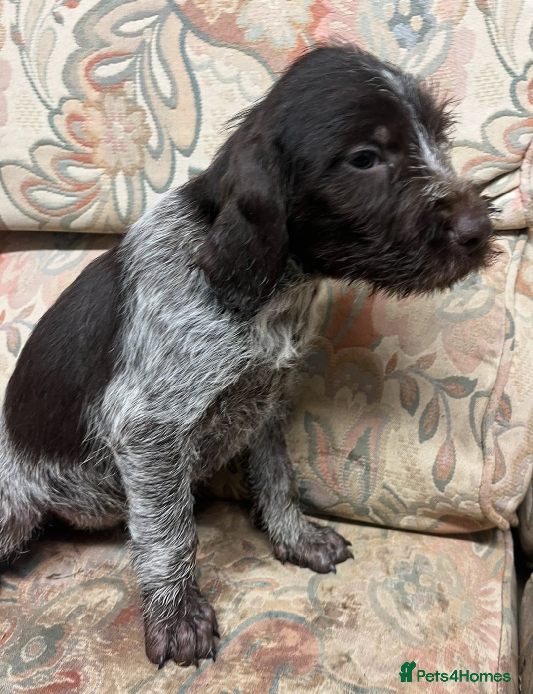 German Wirehaired Pointer dogs for sale: Gorgeous GWP Puppies  - Advert 10