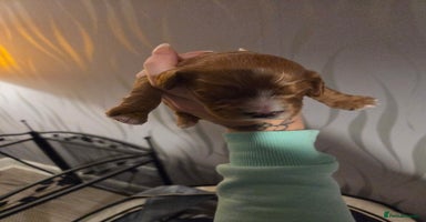 Cavapoo dogs - Advert 9