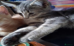 Mixed Breed cats for sale: Charming Cheeky Chunky  Bengal X Kittens. - Image 31