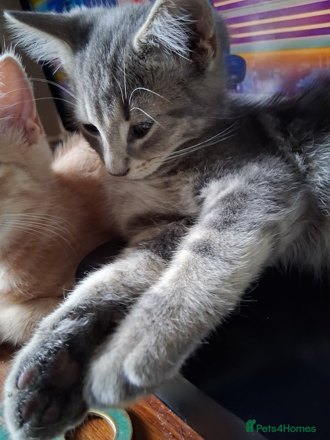 Mixed Breed cats for sale: Charming Cheeky Chunky  Bengal X Kittens. - Image 31