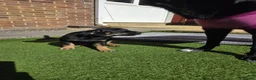 Mixed Breed dogs for sale: presa canario x kelpie - Advert 3