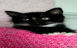 Mixed Breed cats for sale: 2 Adorable boys - Ragdol Mix kittens - Image 11