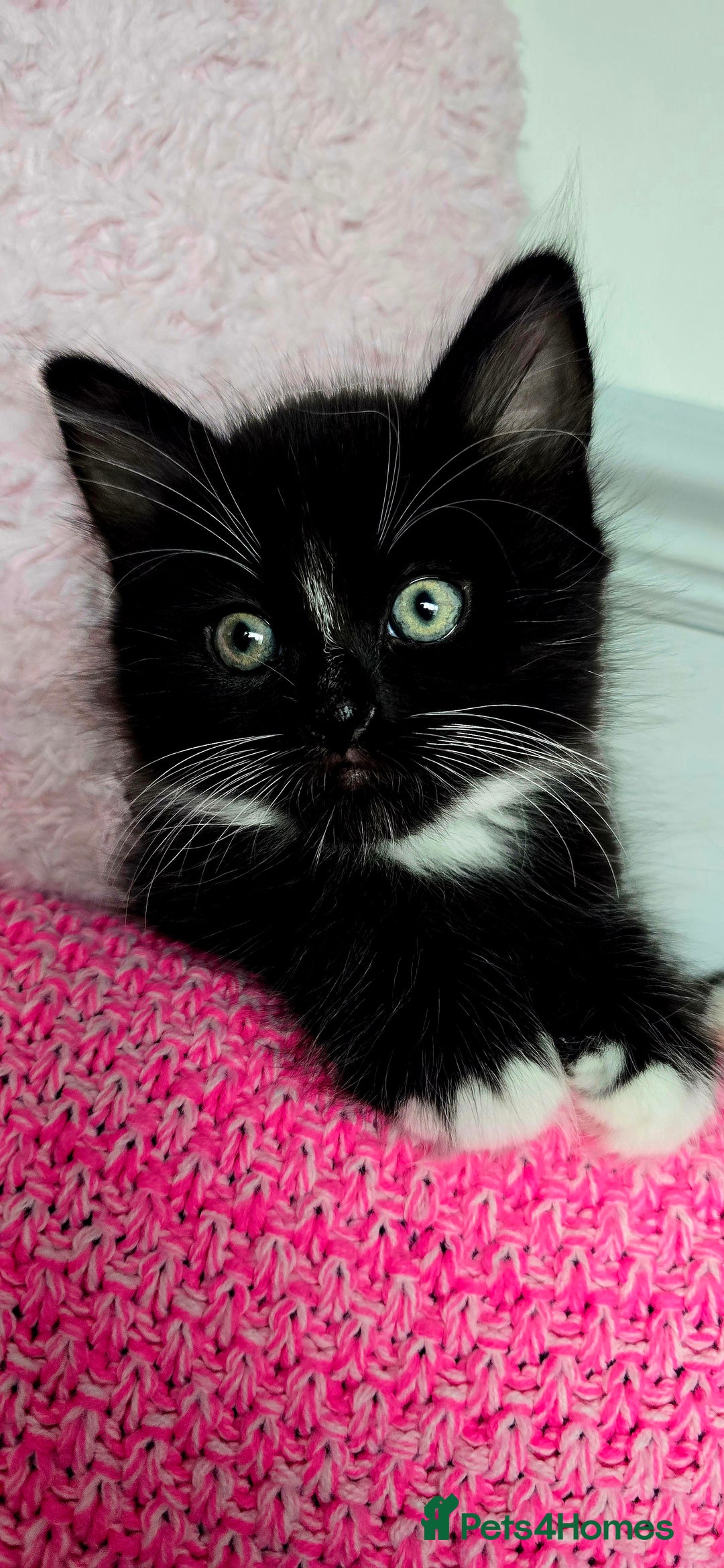 Mixed Breed cats for sale: 2 Adorable boys - Ragdol Mix kittens - Image 11