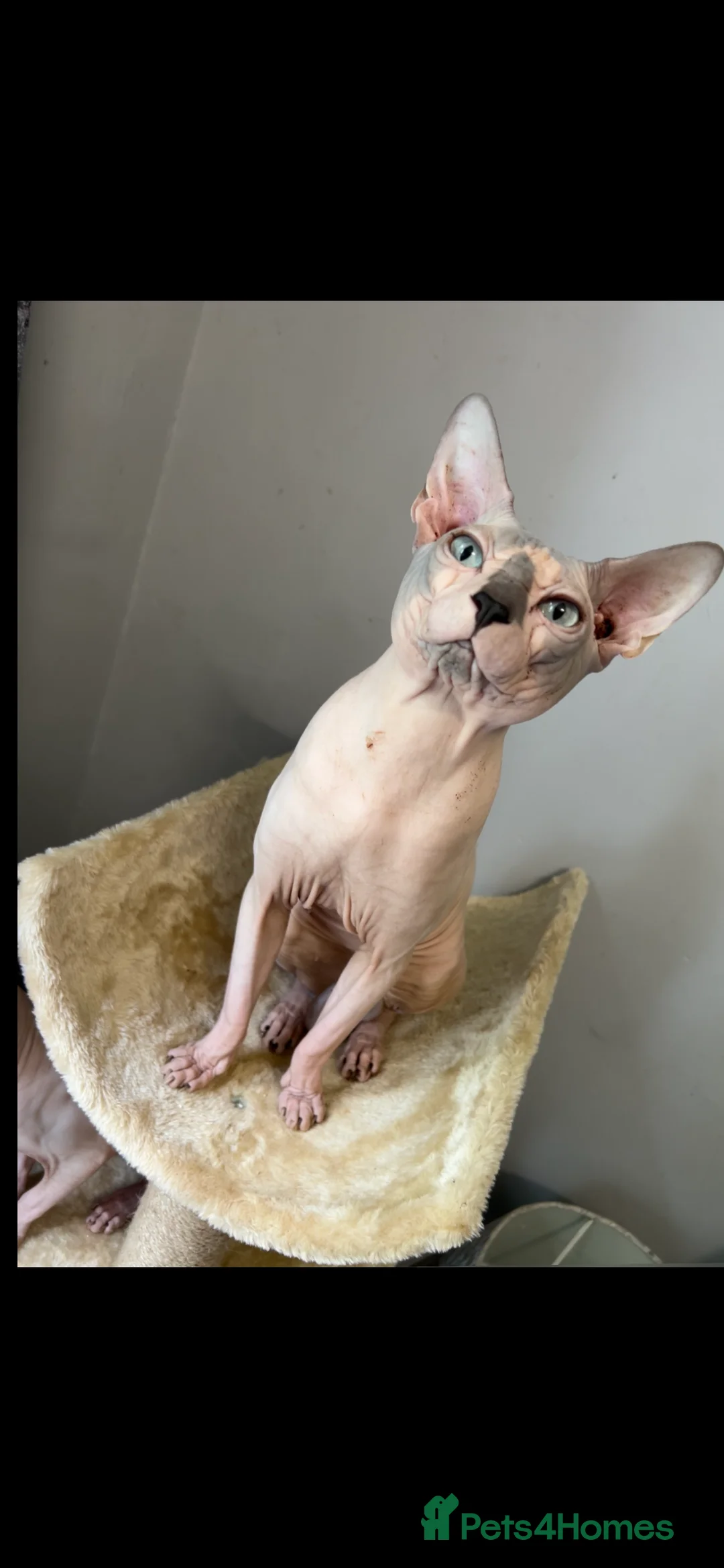 Sphynx cats for stud: Sphynx boy stud, in Wirral - Advert 3