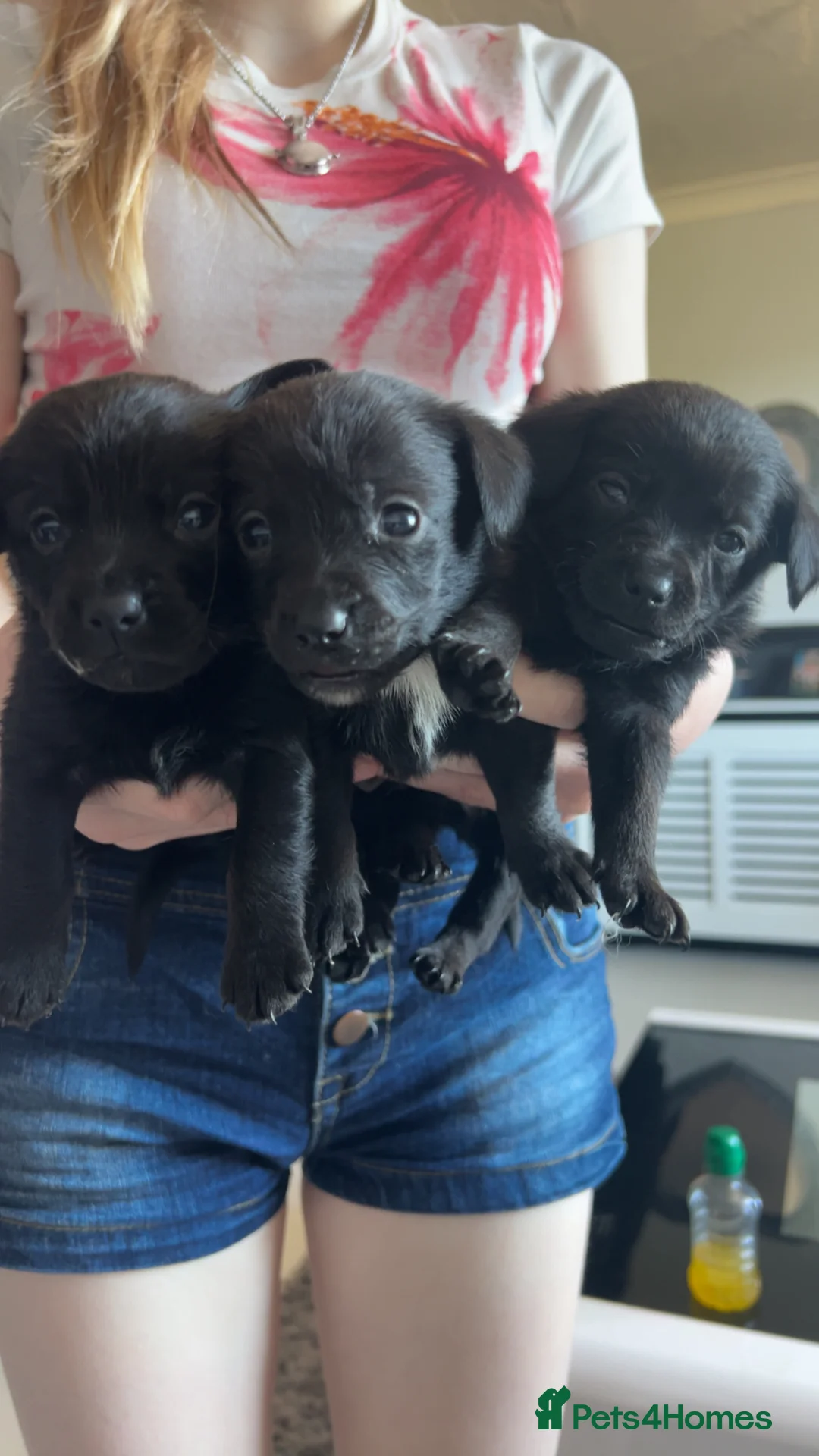 Mixed Breed dogs for sale: Dameranians - Advert 2