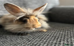 Lionhead rabbits for sale: 3 females Dutch x lionhead ready to go💞 - Image 9