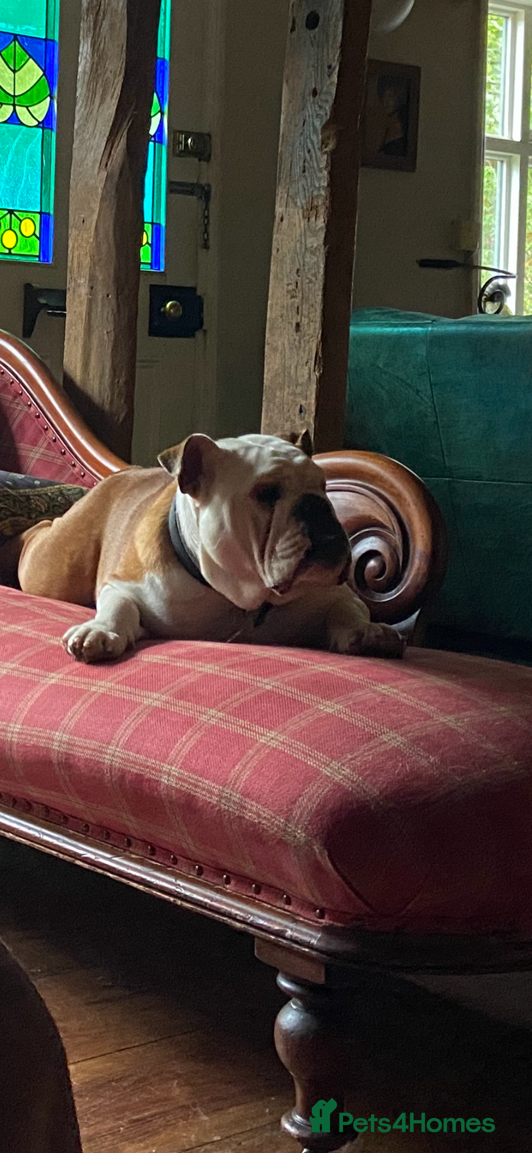 English Bulldog dogs for sale: Bulldog  - Image 8