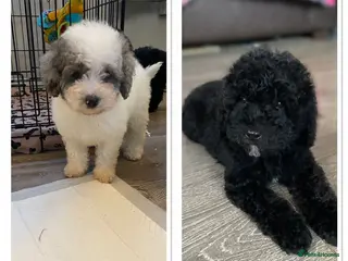 Cavapoo dogs Beautiful cavapoo puppies ready now - Advert 18