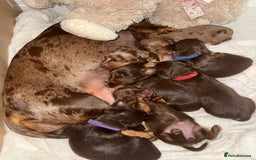 Miniature Dachshund dogs for sale: Pedigree long & short fur miniature dachshunds - Image 4