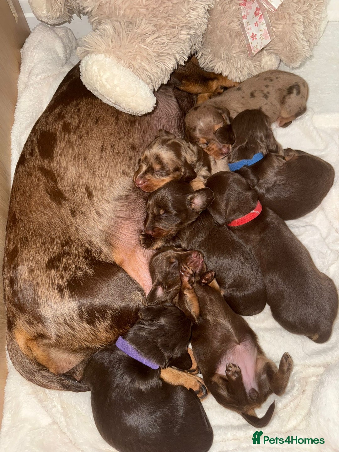 Miniature Dachshund dogs for sale: Pedigree long & short fur miniature dachshunds - Image 4