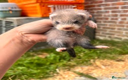 Ferret rodents for sale: Ferret Kits - Image 3