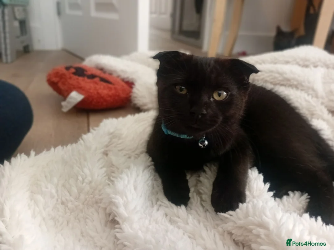 Scottish Fold cats for sale: Beautiful Scottish fold male available to leave  - Advert 6