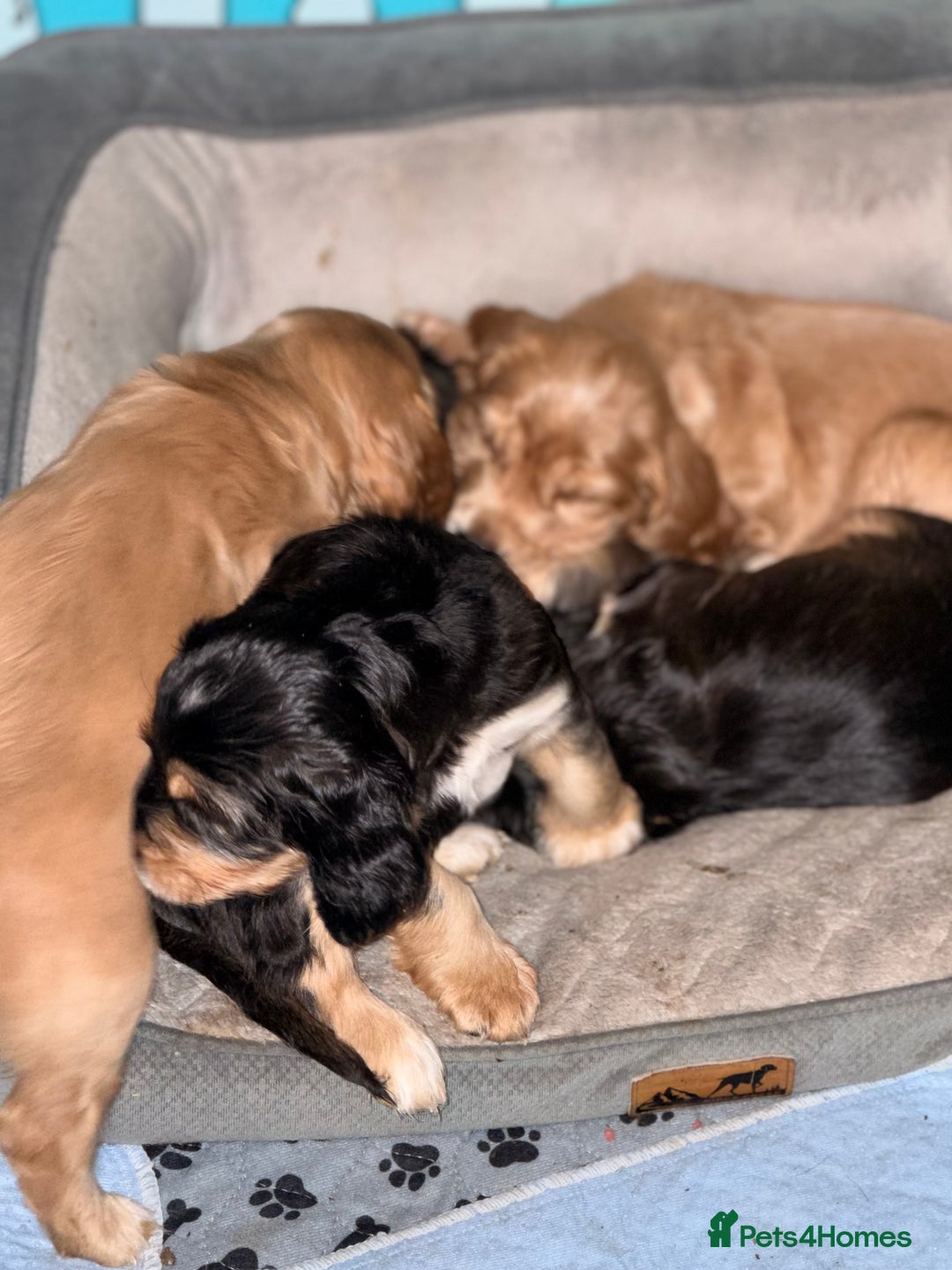 Cocker Spaniel dogs for sale: Show line cocker spaniels - Image 2