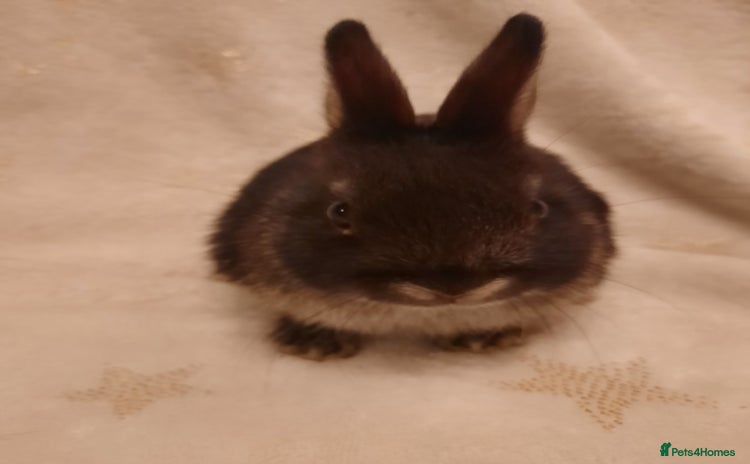 Netherland Dwarf rabbits - Advert 5